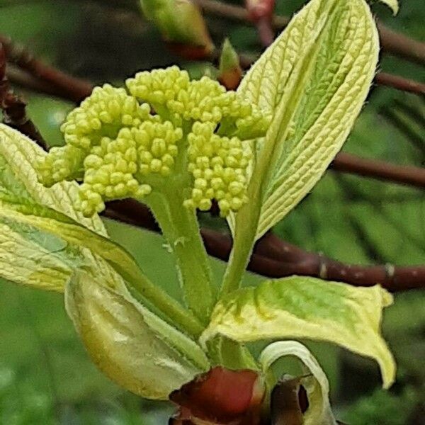 Cornus alba Flower