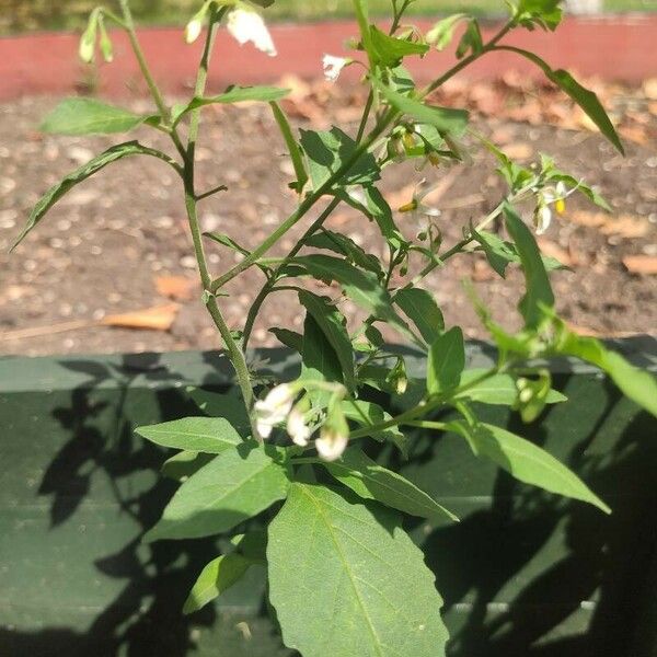 Solanum douglasii Blad