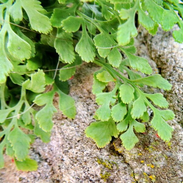 Asplenium ruta-muraria Feuille