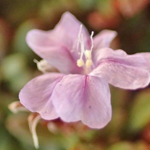 Limonium obtusifolium Квітка