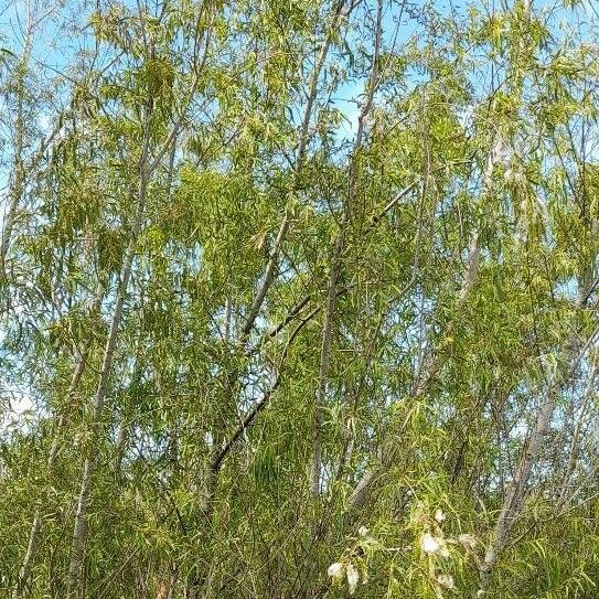Salix humboldtiana Hábito