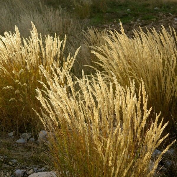 Achnatherum calamagrostis 形态