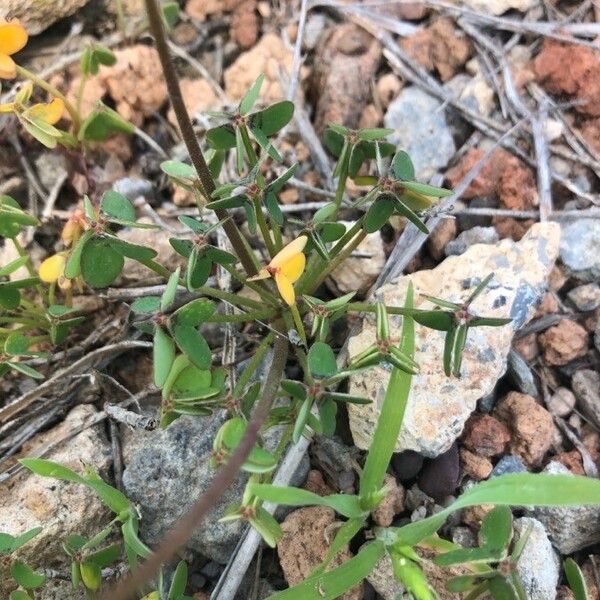 Trifolium campestre 叶