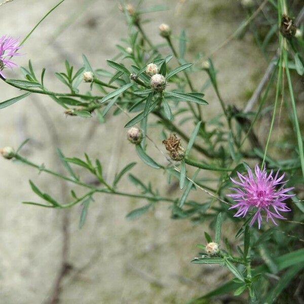 Centaurea stoebe ᱵᱟᱦᱟ