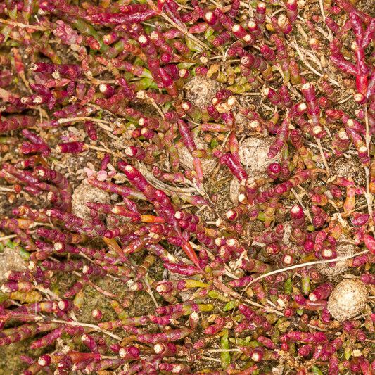 Salicornia europaea Kabuk