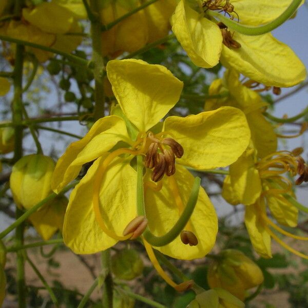 Cassia sieberiana Flower