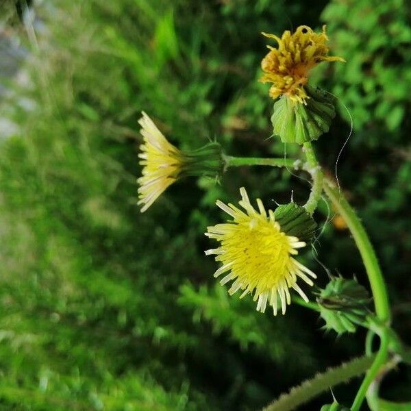 Sonchus oleraceus Flower