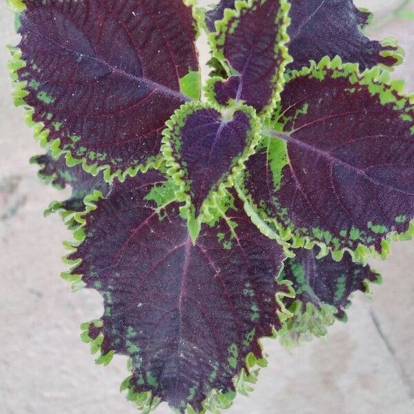 Coleus decurrens पत्ता