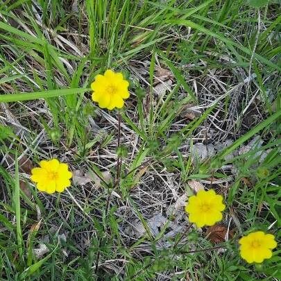 Potentilla gracilis 花