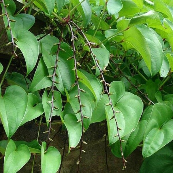 Dioscorea alata Leaf