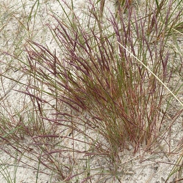 Agrostis vinealis Blad