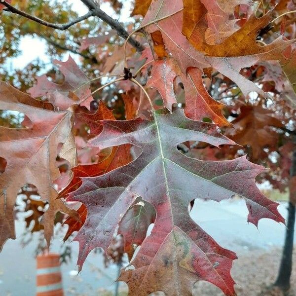 Quercus rubra Leaf