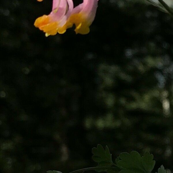 Corydalis sempervirens Květ