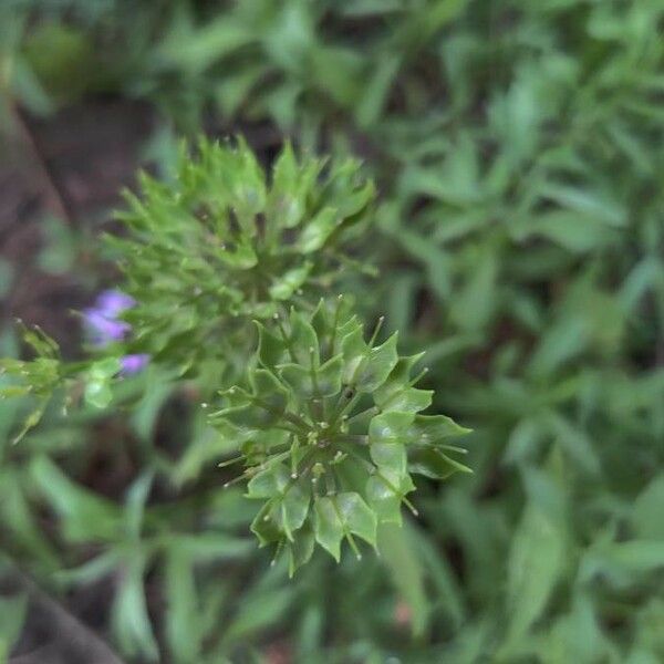 Iberis umbellata Flower