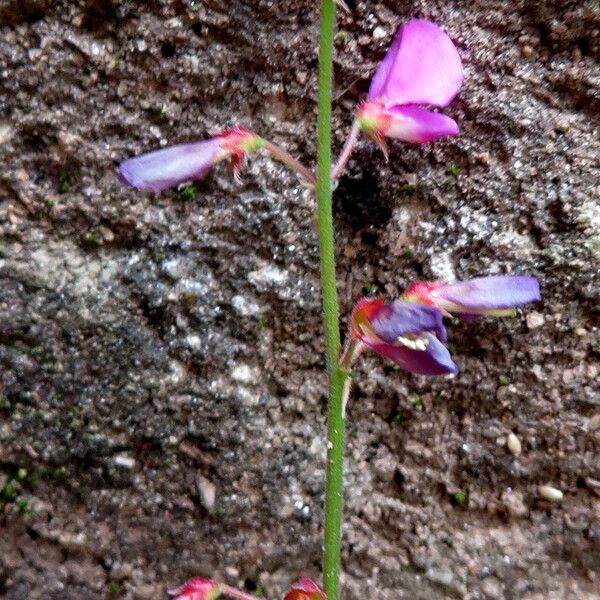 Desmodium incanum Blodyn