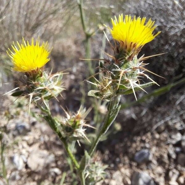 Centaurea melitensis Кветка