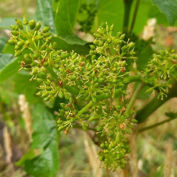 Vitis vinifera Flower