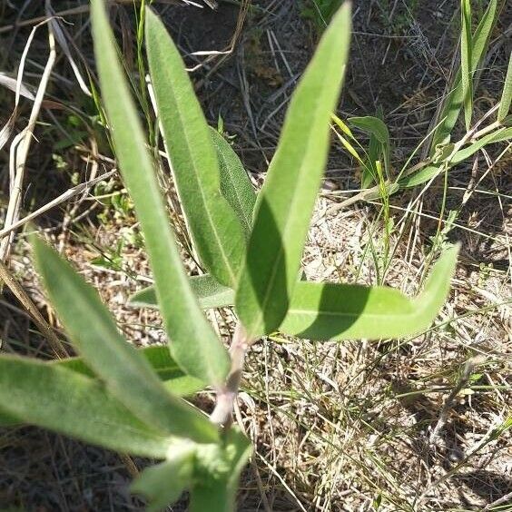 Asclepias viridiflora Leaf