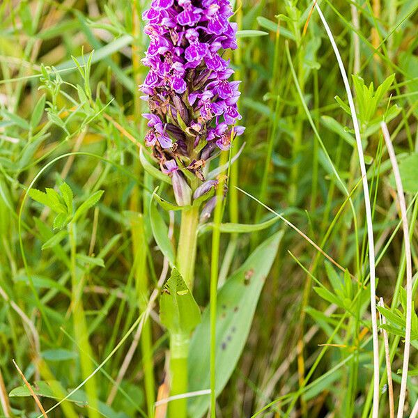 Dactylorhiza incarnata Квітка