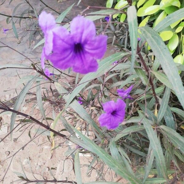 Ruellia simplex Žiedas