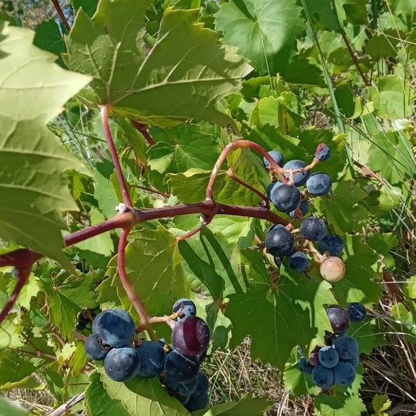 Vitis riparia Habitus