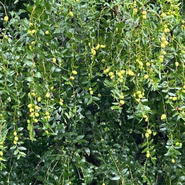 Ziziphus jujuba Fruit