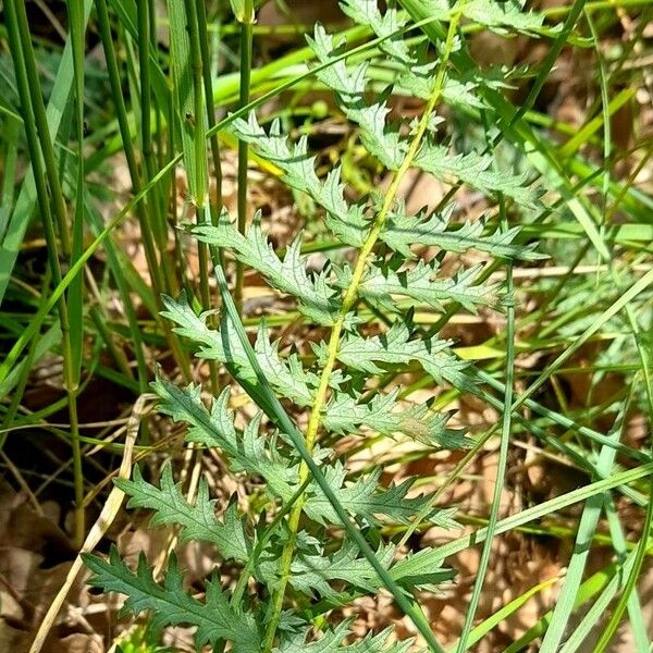 Filipendula vulgaris برگ