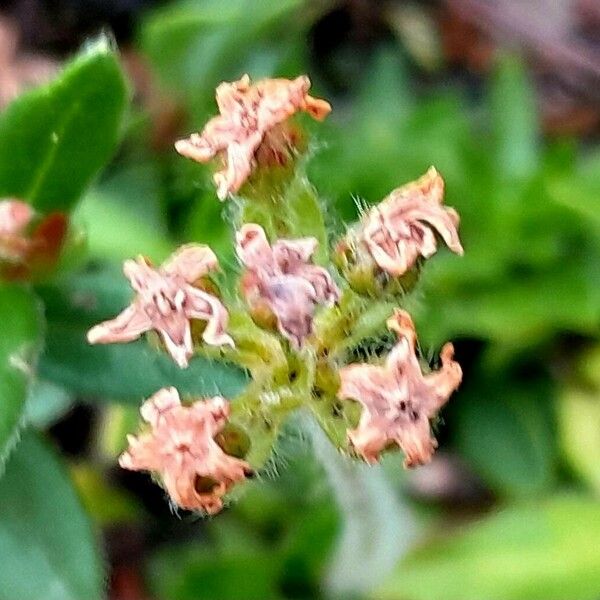 Androsace chamaejasme Blüte