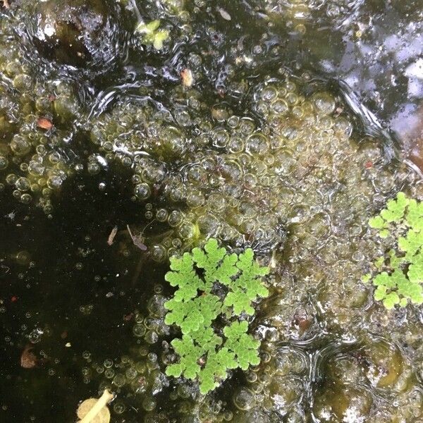 Azolla filiculoides List