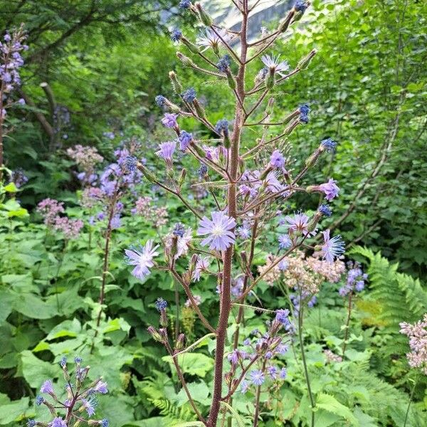 Lactuca alpina Blomst