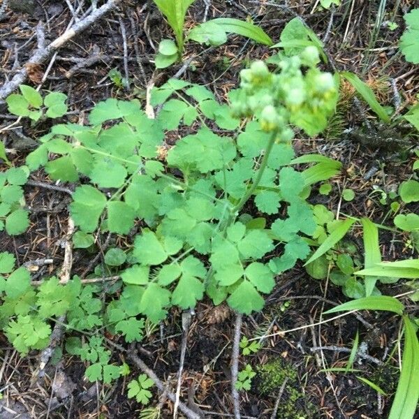 Thalictrum dioicum Deilen