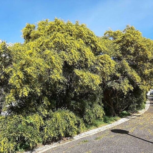 Acacia saligna Plante entière