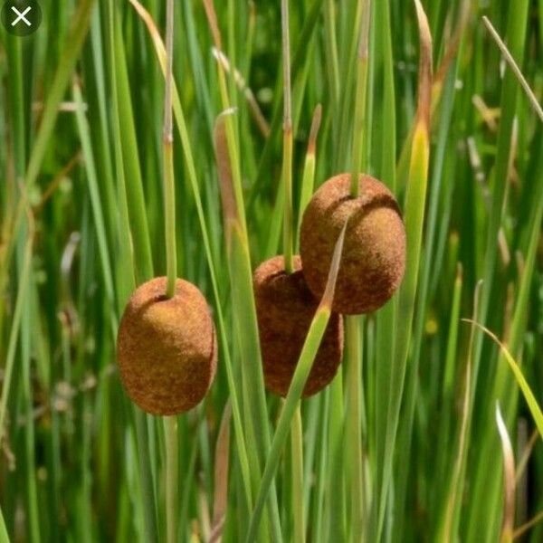 Typha minima (Dwarf bulrush)