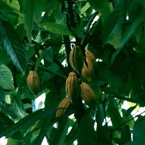 Theobroma cacao Yeri