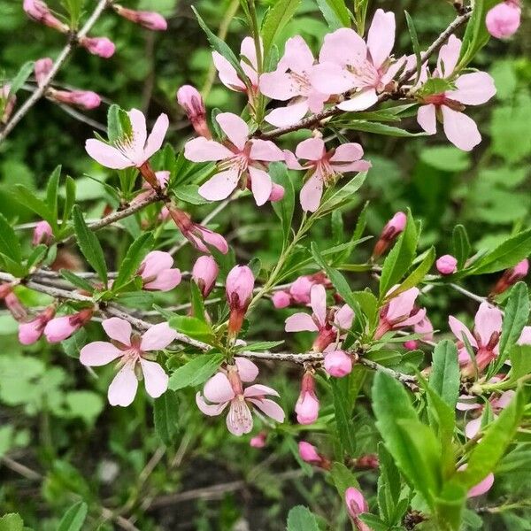 Prunus tenella Квітка