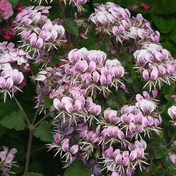 Pelargonium ribifolium (Currant-leaf pelargonium)