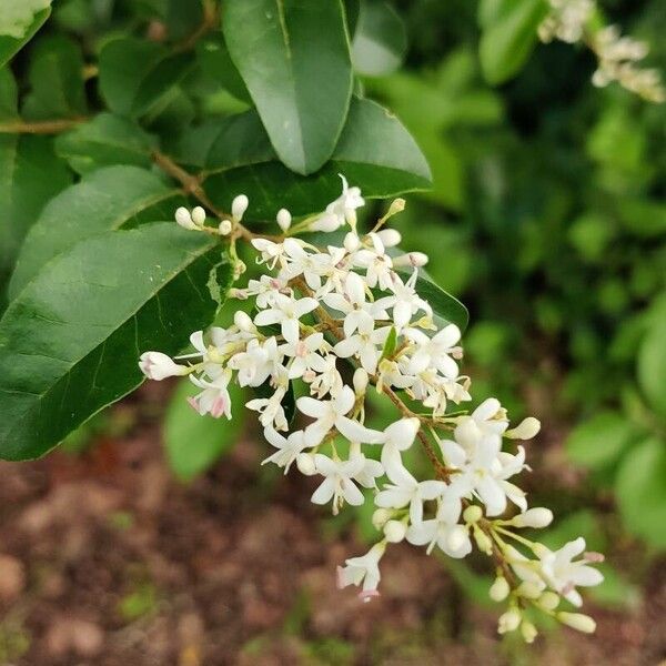 Ligustrum sinense 花