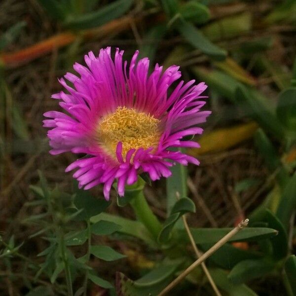 Carpobrotus edulis 花