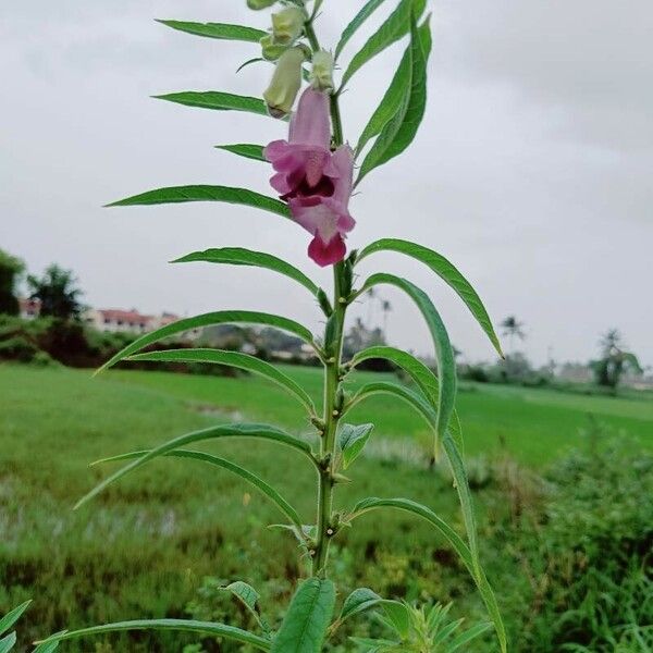 Sesamum orientale പുഷ്പം