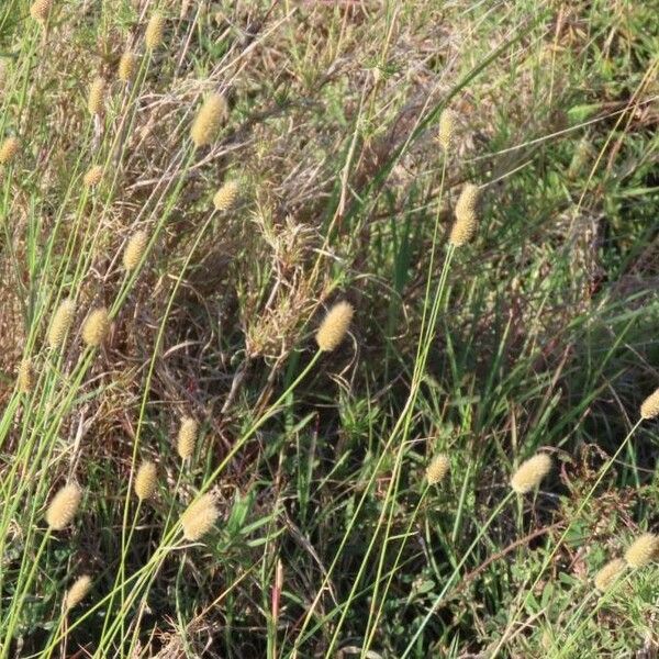 Cenchrus mezianus Flower