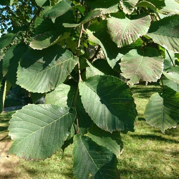 Ulmus glabra Листок