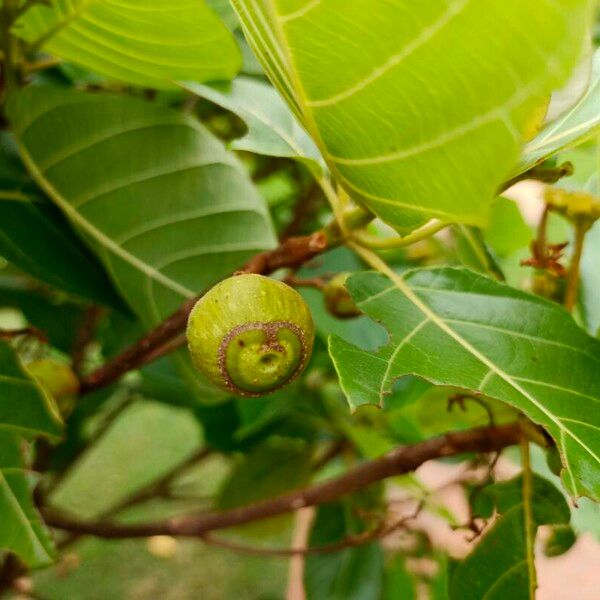 Guettarda speciosa Frutto