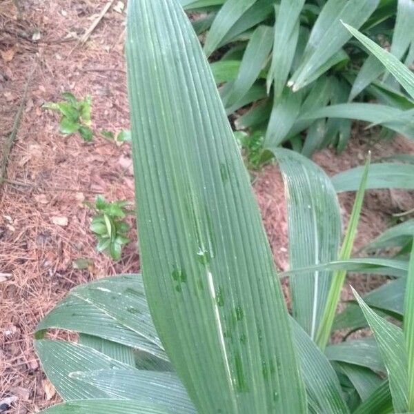 Setaria palmifolia Blad