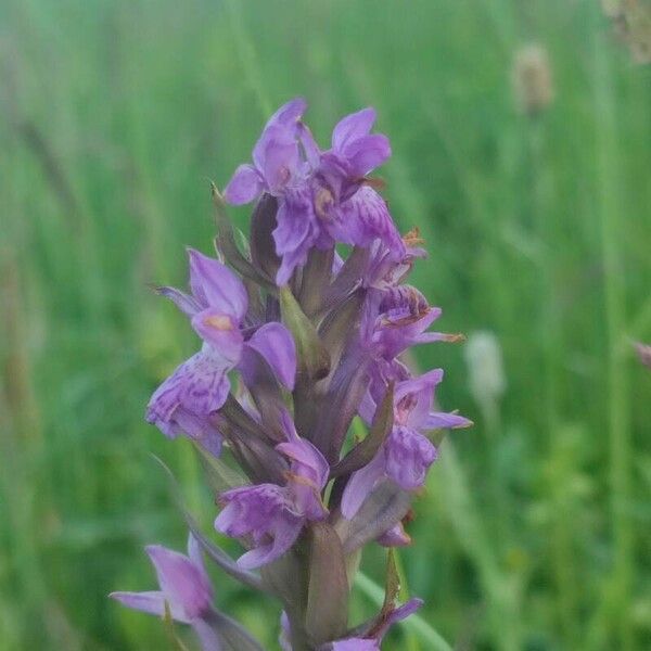 Dactylorhiza majalis Flower