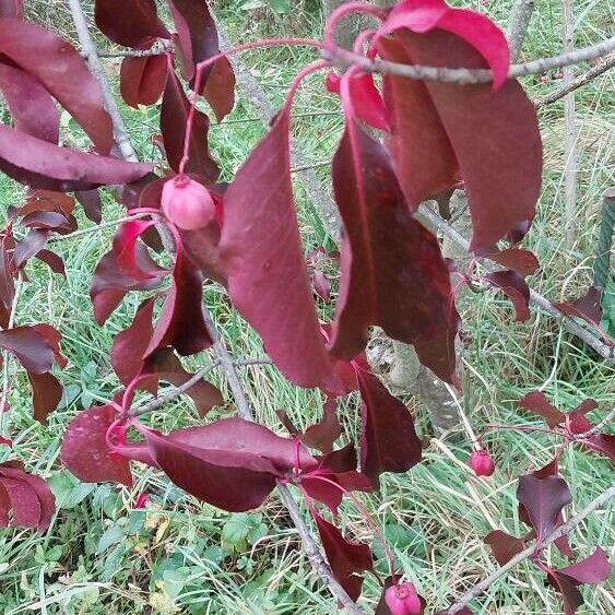 Euonymus grandiflorus Листок