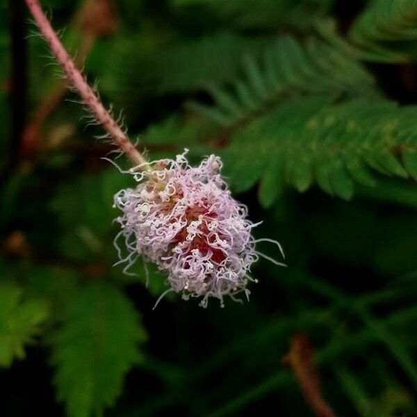 Mimosa pudica Flower