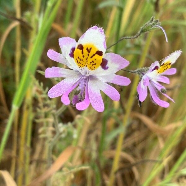 Schizanthus pinnatus Cvet