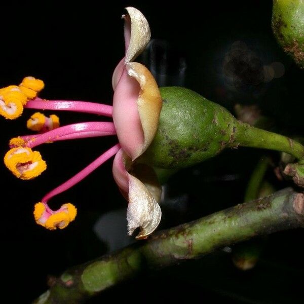 Ceiba pentandra Λουλούδι