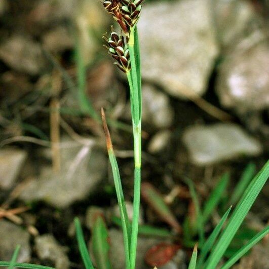 Carex bicolor 形态