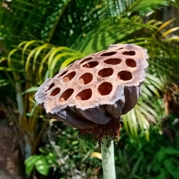 Nelumbo nucifera Квітка